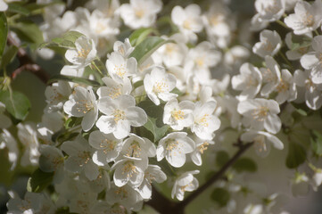 Wall Mural - white flowers of a flowering tree in summer