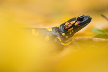 Fire Salamander On Dry Leaves
