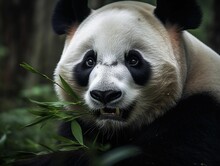 AI Generated Illustration Of A Cute Panda Bear Enjoying Its Meal Of Fresh, Green Foliage