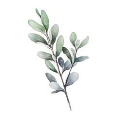 Wall Mural - Aromatic Sage Herbs Background, Square Watercolor Illustration. Healthy Vegetarian Diet. Ai Generated Soft Colored Watercolor Illustration with Delicious Aromatic Sage Herbs.