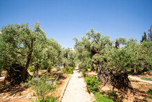 Garden Of Gethsemane In Jerusalem
