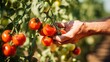 gardener hand pick red tomatoes 
