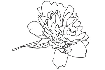 Wall Mural - chrysanthemum drawn in black on a white background can be used for cards, March 8, Valentine, tattoo, clothing printing, coloring