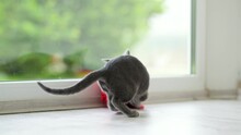 Young Funny Russian Blue Kitten Playing With Red Yarn Ball.