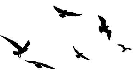 Wall Mural - png flock of birds silhouette isolated on clear background