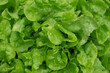 Background of fresh lettuce leaves close up.