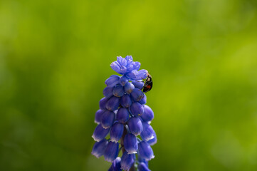 Wall Mural - Black Red ladybug on a hyacinth in green nature