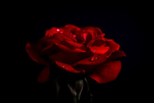 Dramatic Red Rose Against Black Background With Water Rain Tear Droplets On Petals, Macro Detail Close Up Shadows