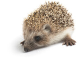 Fototapeta Zwierzęta - Prickly hedgehog isolated on a white background.
