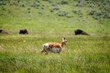 © All Creatures Media - Single Antelope walking thru Yellowstone meadow