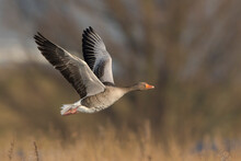 Greylag Goose (Anser Anser) In Flight