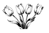 Fototapeta Tulipany - Hand drawn art of tulips branches. Flower isolated on white background. Vintage vector illustration