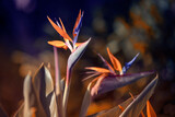 Fototapeta Kwiaty - Strelicja królewska (Strelitzia Reginae), rozmyte tło