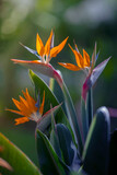 Fototapeta Kwiaty - Tropikalny kwiat Strelicja królewska (Strelitzia reginae)