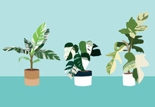 Vector Organic Flat Rare Variegated Houseplant Collection