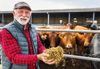 Poster - Farmer feeding cows on ranch