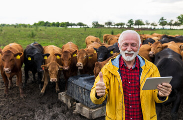 Sticker - Farmer showing ok gesture in front of cows on ranch