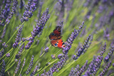Fototapeta Lawenda - butterfly on a lavender field. a large lavender field bloomed, a purple flower