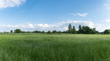 Fototapeta Miasto - Panoramiczny krajobraz pola uprawnego w okresie wzrostów pory letniej w zachodniej Polsce