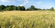 Panoramiczny krajobraz pola uprawnego w okresie wzrostów pory letniej w zachodniej Polsce