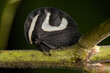 Adult Black and white Treehopper