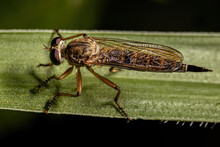 Adult Robber Fly