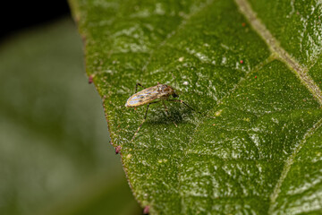 Sticker - Adult Non-biting Midge