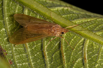 Canvas Print - Adult Caddisfly Insect