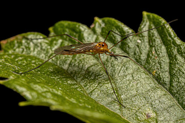 Sticker - Adult Limoniid Crane Fly