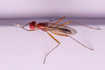 Wall Mural - Adult Stilt-legged Fly