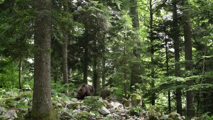 Wall Mural - Big brown bear is looking for food. Bear is scratching against the tree. Wildlife in Europe.
