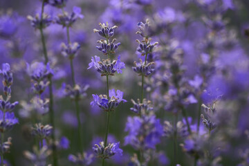 Wall Mural - Closeup of lavender bush