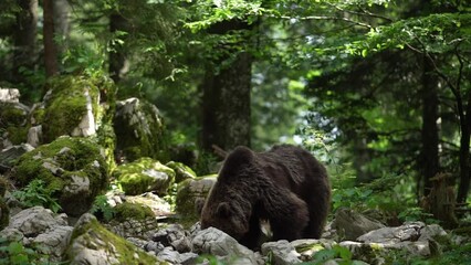 Wall Mural - Big brown bear is looking for food. Bear is scratching against the tree. Wildlife in Europe.