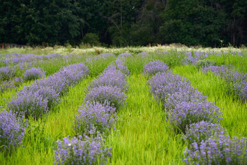 Wall Mural - Closeup of lavender bush