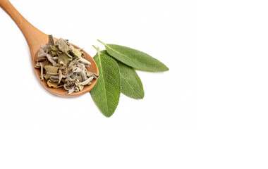 Wall Mural - Salvia Officinalis (Green sage tea) on the white background