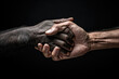 © Lubo Ivanko - Human and primate ape monkey hand held together. Animals and people coexisting together, or evolution concept. Generative AI