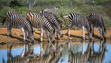 Six Zebras Coming For A Drink At A Water Hole