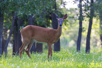 Poster - white tailed deer doe in summer