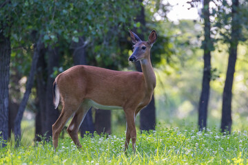 Poster - white tailed deer doe in summer