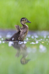 Wall Mural - Wood duck baby in summer 