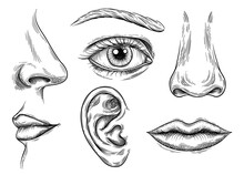 Set Of Human Face Parts. Human Anatomy Organs Of Smell And Taste, Hearing And Vision. Sketch With Eyes, Lips And Mouth, Nose And Ear. Linear Flat Vector Collection Isolated On White Background