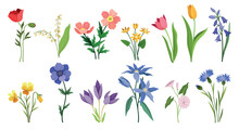 Set Of Wild Flowers And Plants. Blooming Colorful Violets And Bluebells, Lilies Of Valley And Poppies, Tulips And Snowdrops. Botany, Organic And Herb. Cartoon Flat Vector Isolated On White Background