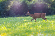 White Tailed Deer Mother And Baby