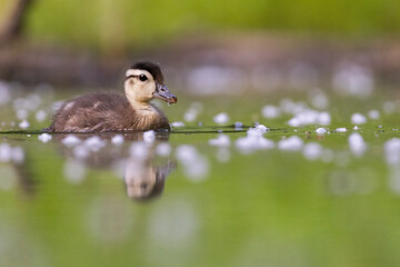 Wall Mural - Wood duck baby in summer 