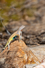 Adult Male Zebra-tailed Lizard, Callisaurus Draconoides, Perched On A Quartz Rock In The Sonoran Desert. A Medium Sized Lizard With Beautiful And Colorful Markings. Pima County, Tucson, Arizona, USA.