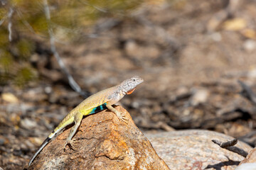 Wall Mural - Adult male zebra-tailed lizard, Callisaurus draconoides, perched on a quartz rock in the Sonoran Desert. A medium sized lizard with beautiful and colorful markings. Pima County, Tucson, Arizona, USA.