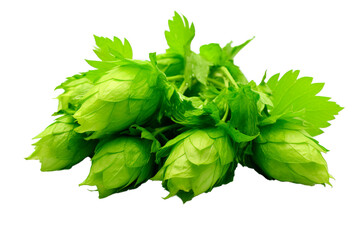 Wall Mural - Close up shot of fresh green hop on isolated transparent background