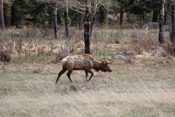 Wall Mural - elk