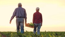 Joint Family Business Sun, Two Farmers Carry Box Vegetables Across Farm Field Sunset, Farming Vegetables Box, Hand Box Vegetables, Hand Nutrition Food Home Boots Garden Courier Potato Products