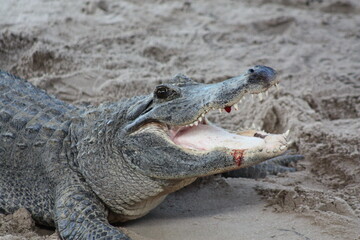 Wall Mural - Alligator